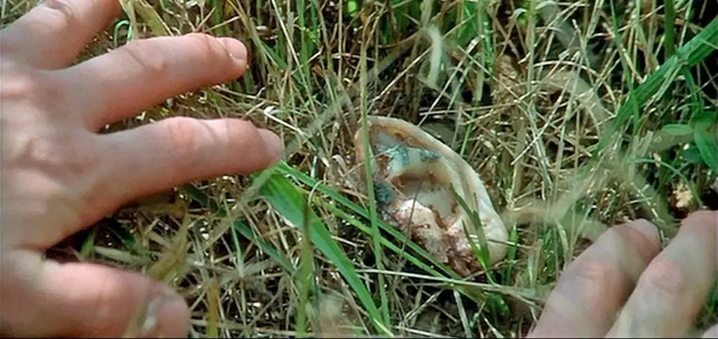 an ear rotting in the grass in Blue Velvet