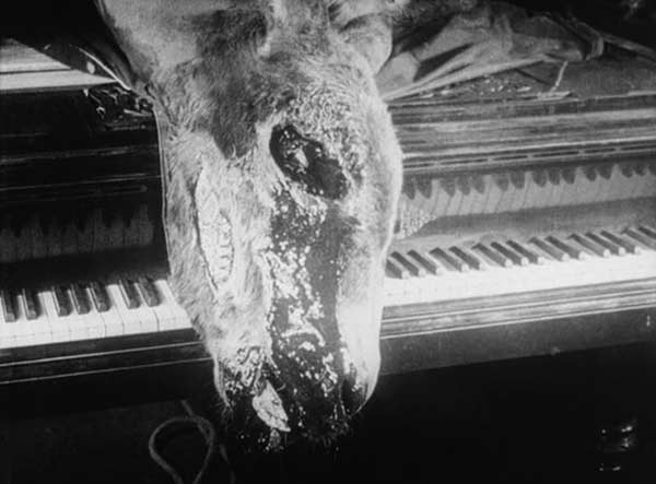 The blood head of a large deceased donkey lies across the keyboard of a grand piano