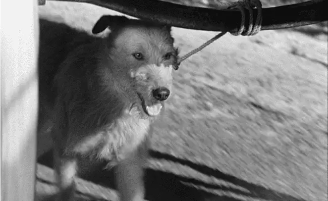 A dog is tied to a moving carriage. 