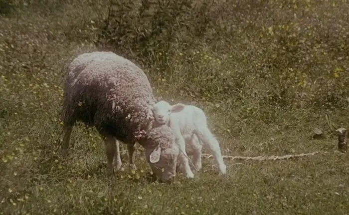 A lamb with it's mother
