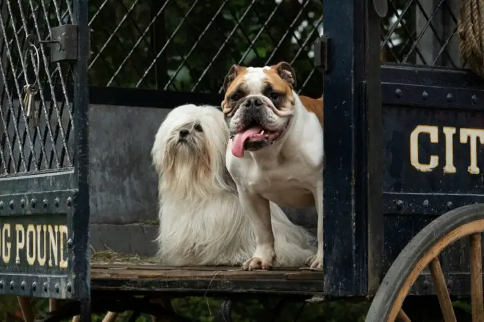 Peg and Bull peer out of a cage door on a dog pound truck