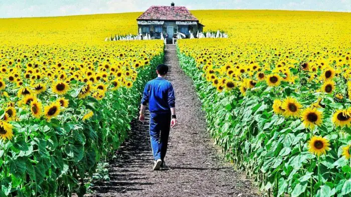 a man in a blue tracksuit walks down a path through a sunflower field towards a small house