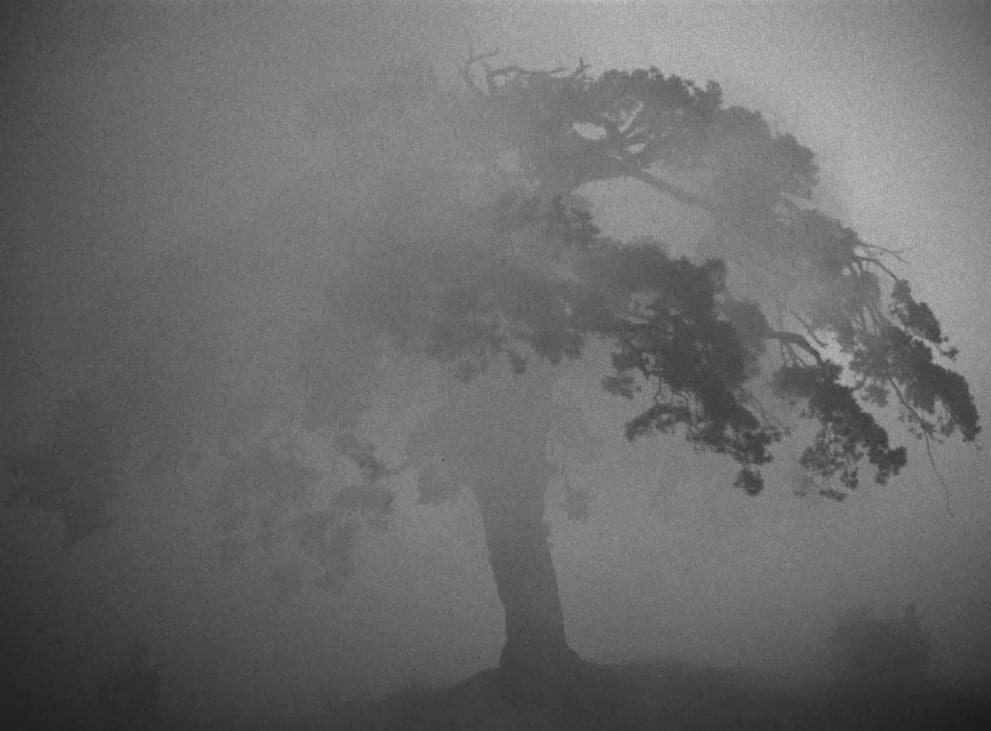 A picture of a tree shrouded in fog with dramatic lighting shot by Larisa Shepitko.