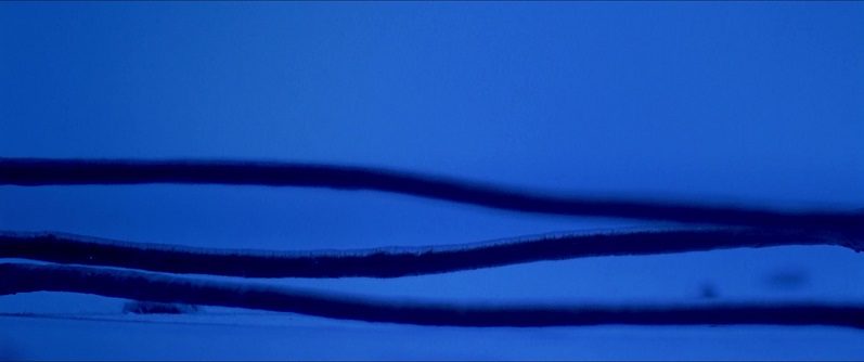 In this close-up image from the title sequence of Gattaca, an extreme close-up of human hairs (actually wire cables) is depicted against a blue background.