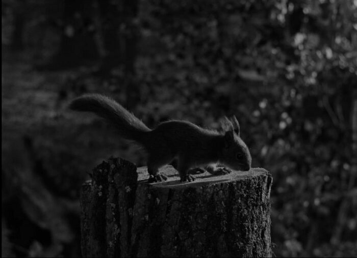 In this image from The Seventh Seal, a squirrel perches on a freshly-sawed tree stump.