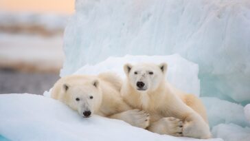 Two polar bears on an ice floe stare at the camera.