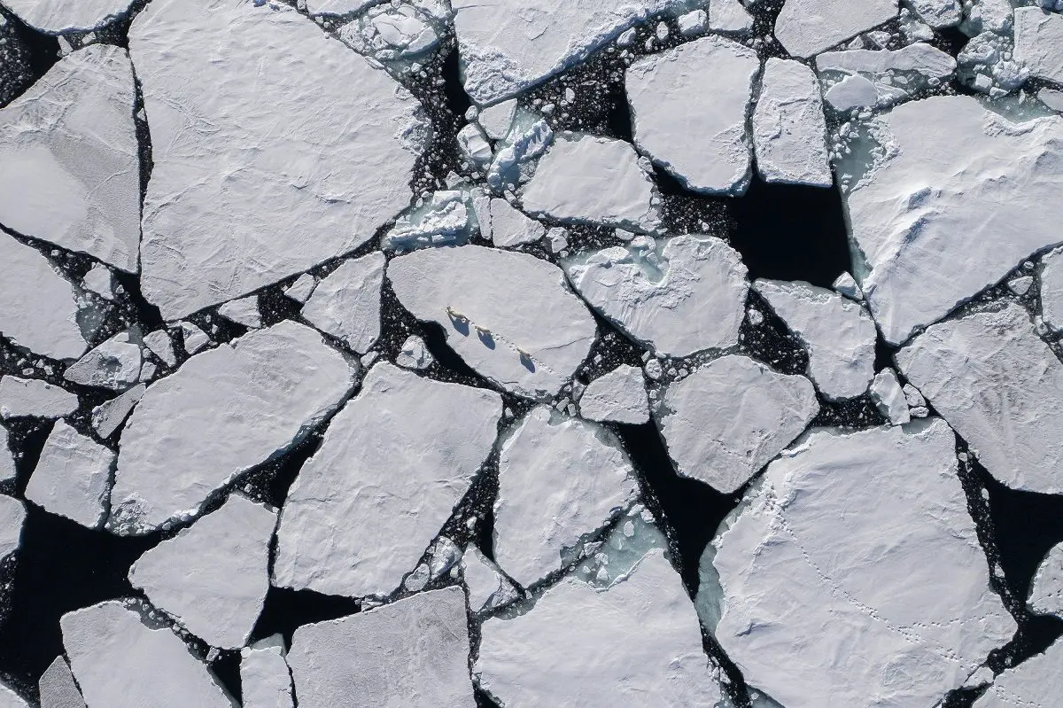 An aerial image of a deteriorating ice floe with three polar bears crossing one piece.