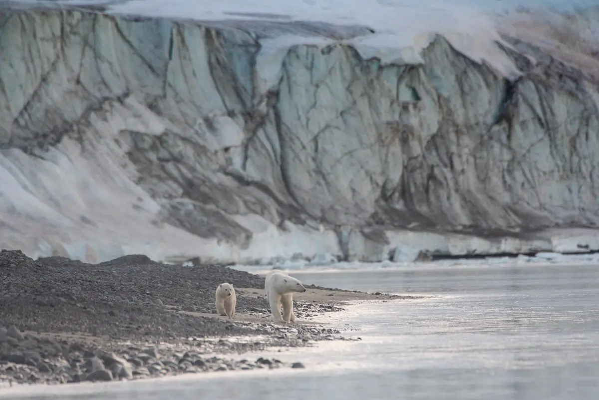 Two polar bears walk alongside a melting glacier.