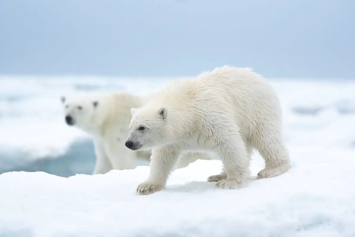 Two polar bears walk on top of an ice floe.