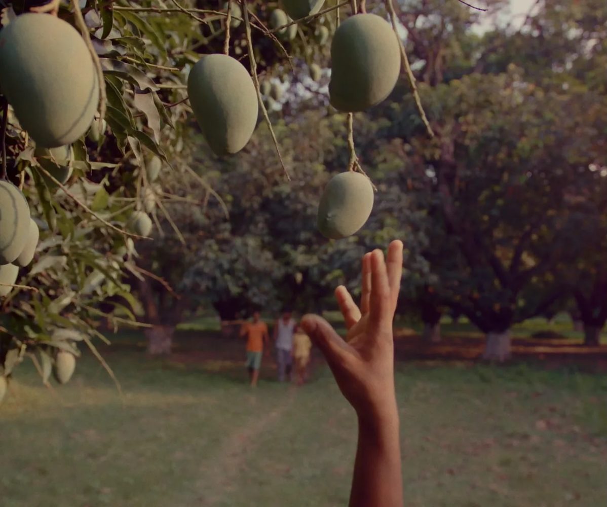 A person's hand reaches to pick a mango from a tree