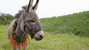 A gray donkey (EEO) ambles through a meadow in the film EO
