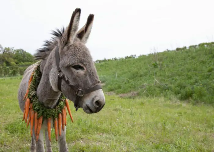 A gray donkey (EEO) ambles through a meadow in the film EO