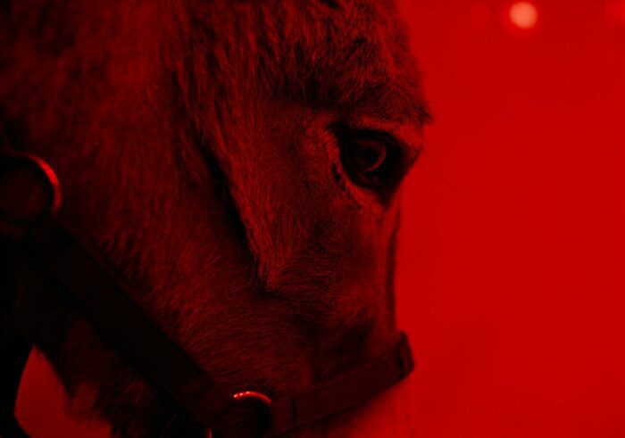 A picture of the donkey EO in side profile close-up, shot in a deep red filter