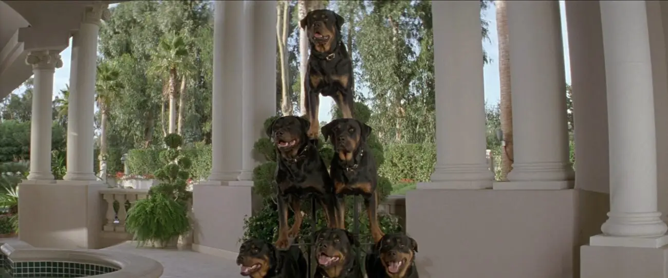 Six dogs form a pyramid, 3 on the bottom, 2 standing above and 1 on top.