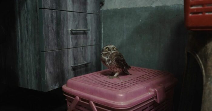A baby owl sits on a crate in the documentary "All That Breathes."