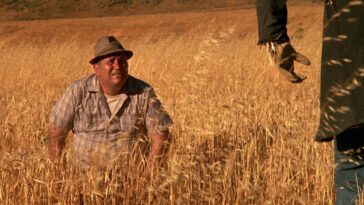 Philby stands in a wheat field looking at a scarecrow.