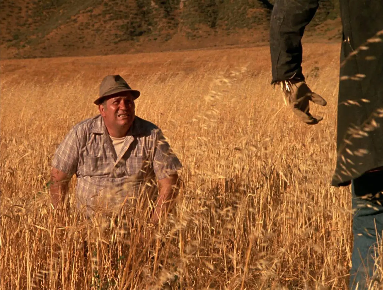 Philby stands in a wheat field looking at a scarecrow.