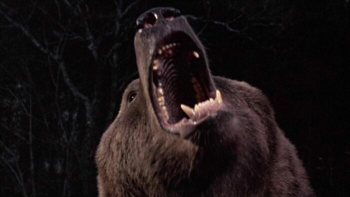 Close-up shot of the bear roaring.