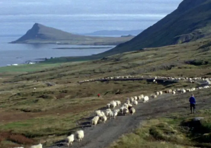 Sheep are herded down a narrow path on the coast of Inceland.