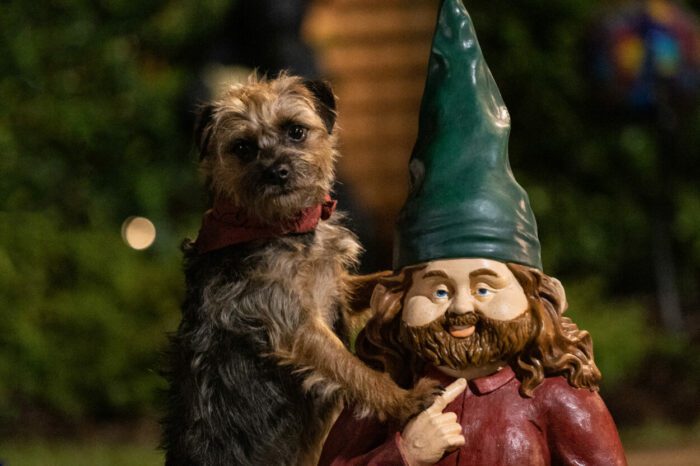 Reggie standing up next to a garden gnome with a beard and large, pointy green cap.
