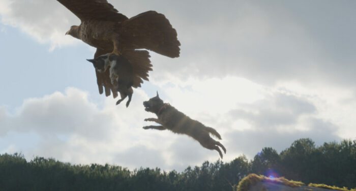 Bug is in the talons of a flying eagle during the day and Reggie leaps in the air to save his best friend.