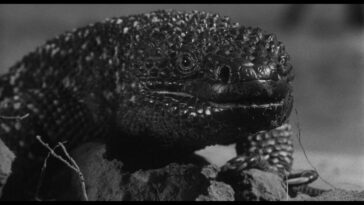 A Close Up of the Great Gila Monster in Black and White