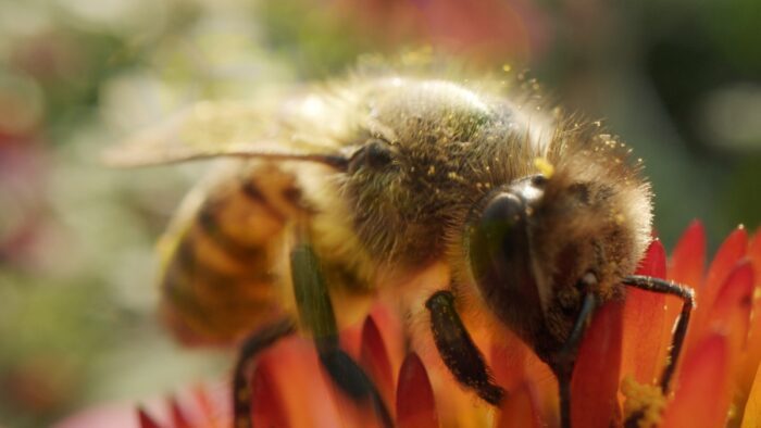 A bee pollinates a flower. A 2018 study found that glyphosate can disrupt the microbial community in bees’ digestive systems, potentially making them more vulnerable to infection.