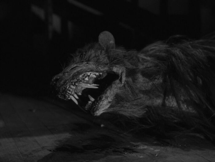 A "killer shrew" lies dead on the floor.