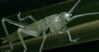 A close-up image of a grasshopper.