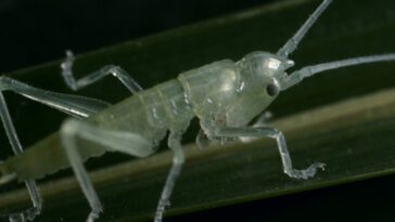 A close-up image of a grasshopper.