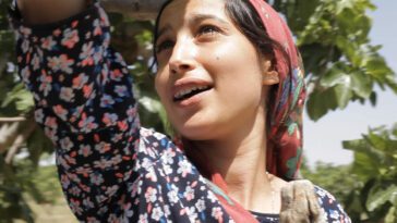 A young Tunisian woman picks figs.