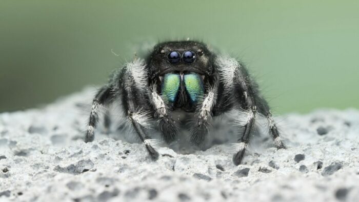 A bold jumping spider standing on a rock