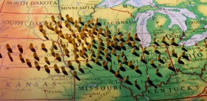 Corn seeds placed uniformly on the map.