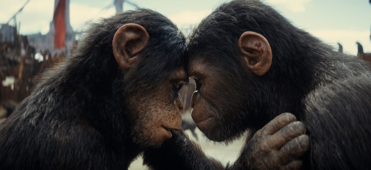 Two apes touch their foreheads together in embrace from Kingdom of the Planet of the Apes.