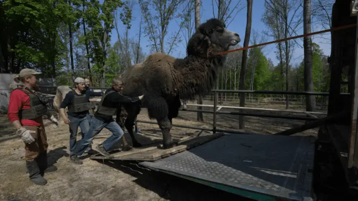Two volunteers help evacuate a camel from the Ecopark