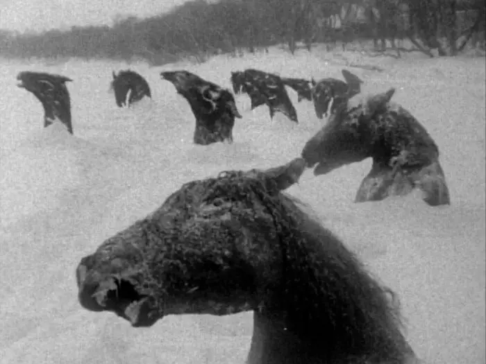 Snow covers a field of dead horses in Guy Maddin's My Winnipeg